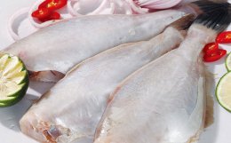 猫咪饮食—小猫爱吃的鱼