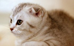 折耳猫的简单正确饲养方法