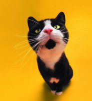 超萌超可爱的宠物猫图片