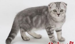 不同颜色的苏格兰折耳猫图片大全