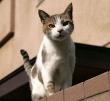 如何收养流浪猫？收养流浪猫有新招