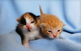 小猫幼崽一般吃猫奶营养最全面