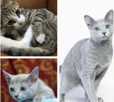 俄罗斯蓝猫多少钱一只？小编来告诉大家