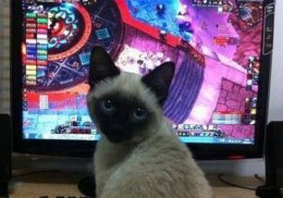 可爱小猫逗趣图片大全 就是这么萌萌哒