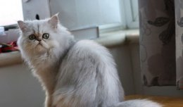 金吉拉好养吗？了解和掌握金吉拉猫的习性
