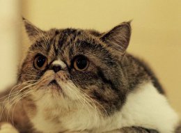 妖娆动人的可爱的波斯猫图片