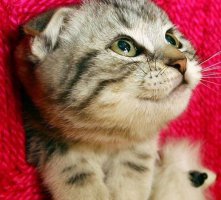 天生歪耳的萌主：苏格兰折耳猫的图片