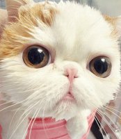微博萌主！超人气卖萌的宠物猫品种及图片