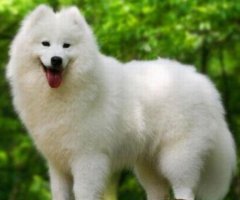 大型狗的品种大全 中型宠物狗品种大全