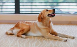 金毛犬临产前的症状及临产前的准备