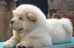 藏獒幼犬饲养要点 让小藏獒快速融入你的家