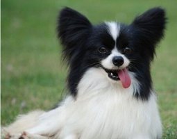 蝴蝶犬好养吗？蝴蝶犬饲养技巧