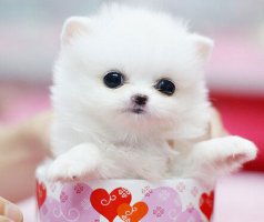 茶杯犬的寿命和茶杯犬的饲养