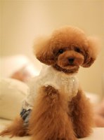 教您识别泰迪和贵宾犬