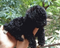 聪明时尚的黑色贵宾犬图片大全