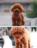 贵宾犬与泰迪的区别有哪些？对比就知道