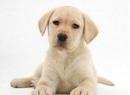 如何饲养拉布拉多犬？请看以下饲养方法