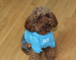 贵宾犬怎么养？贵宾犬饲养方法分享
