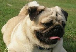 八哥犬多少钱一只？三百到四千