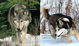 宠物狗哈士奇和狼的区别有哪些？