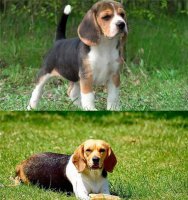 比格犬具备什么优点和缺点