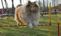 饲养苏格兰牧羊犬六个注意事项
