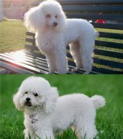 贵宾犬大小便训练的技巧