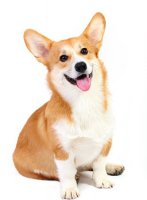柯基犬饲养需要具备什么技巧