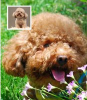 正确的贵宾犬饲养方法不容错过