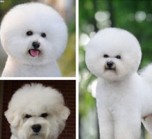 比熊犬的性格特点以及养护知识