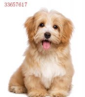狗狗不能吃的食物有哪些？