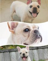 法斗犬怎么养 吃饭、洗澡等要注意