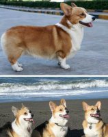 柯基犬好养吗 柯基犬饲养注意事项