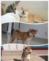 柴犬多少钱一只 柴犬的挑选要点
