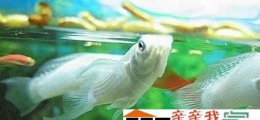 白玛丽鱼知多少 玛丽球鱼下小鱼视频