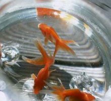 掌握养金鱼方法 漂亮家居有生气