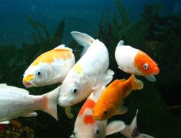 封闭水族系统养观赏鱼的过滤方法