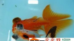 最有效的观赏鱼白点病治疗方法