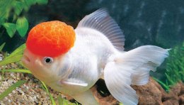 家庭养殖什么最好 家庭怎样饲养海水观赏鱼