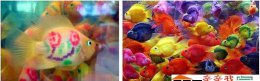 鹦鹉鱼知识 饲养鹦鹉鱼的正确方法