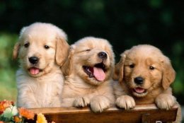 注意以下四点挑选健康活泼的金毛犬