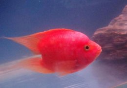 鹦鹉鱼最常见的11种传染病