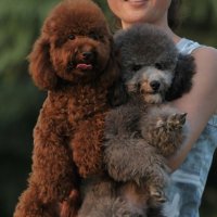 半岁贵宾犬吃多少狗粮 网络疯传的狗粮计算法