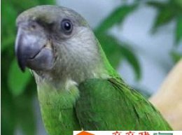 农业害虫塞内加尔鹦鹉图片