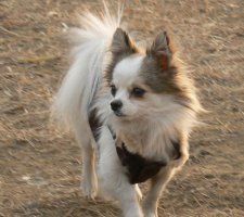 长毛吉娃娃和蝴蝶犬的区别