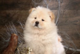 科学喂养一个月大的小松狮犬