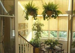 绿色植物与家居环境 室内植物摆放有讲究