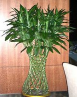 熟悉五行选择 家居养花能转运