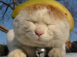 刚断奶的小猫吃什么好 吃什么对小猫的发育比较好