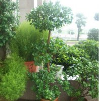 摇钱树苗怎么种 摇钱树种植方法